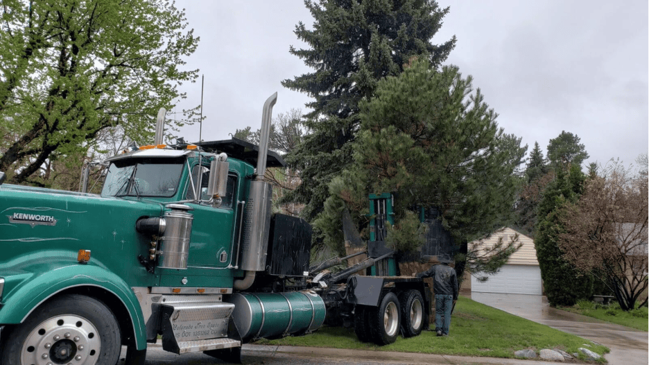 Understanding Protected Trees on Demolition Sites: Avoiding Penalties Through Relocation 